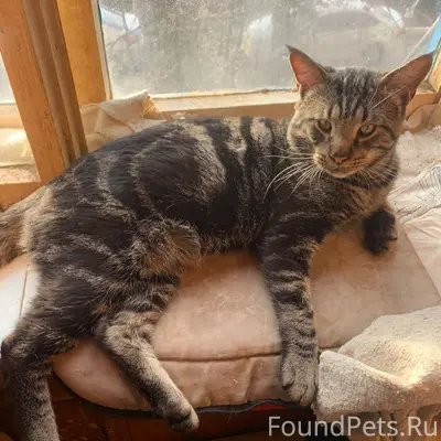 Помогите найти хозяев! Жукова ...