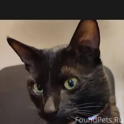 SOS! ВНИМАНИЕ! РОЗЫСК! Пропал ...