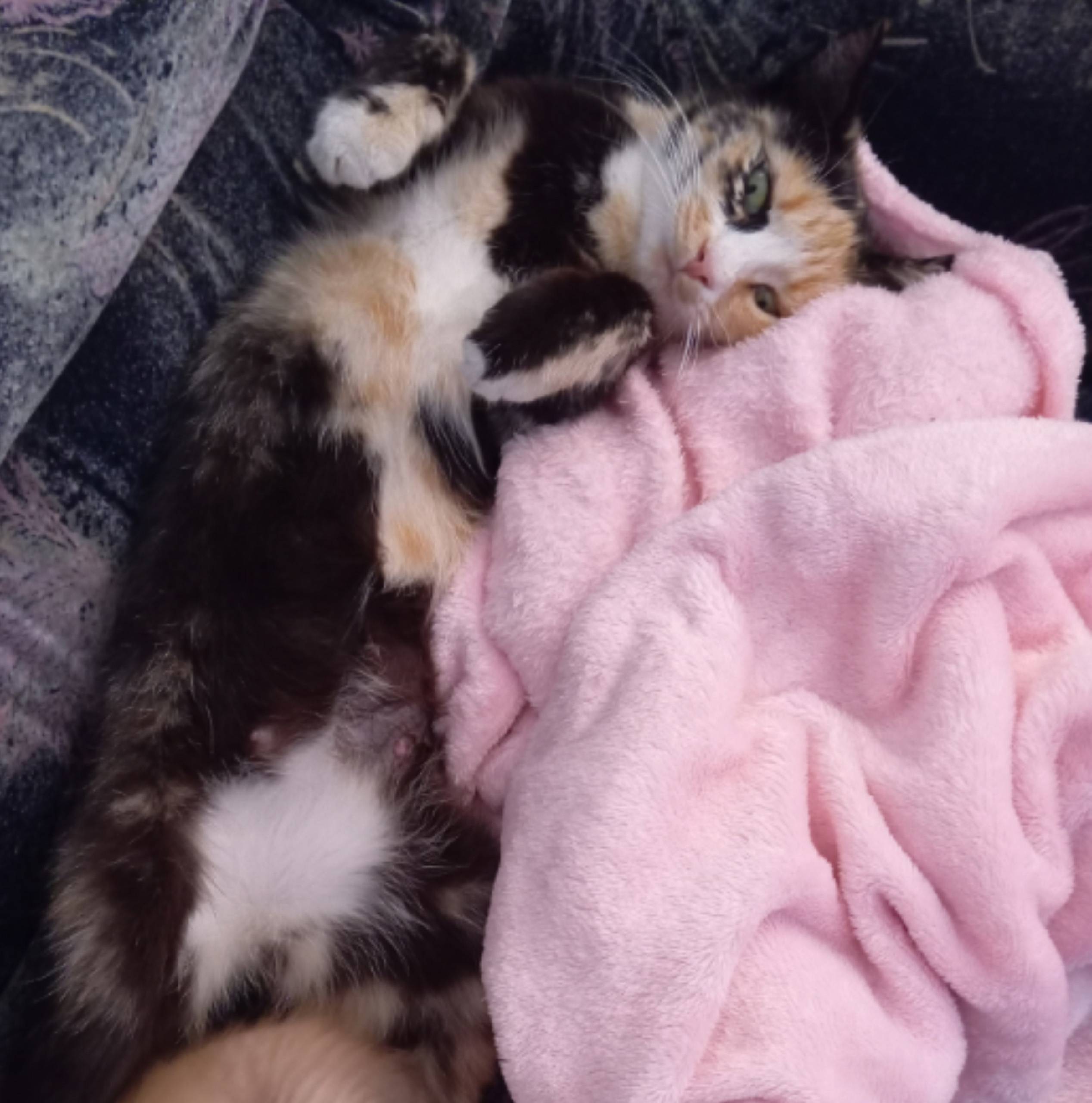 Здравствуйте, выложите пожалуй...