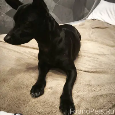 Нашли молодую сучку, года 2 пр...