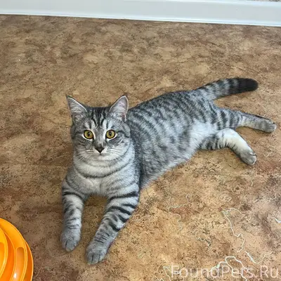 Найден кот. 1.12.2025 в...