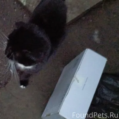 Найден кот(или кошка, не рассм...
