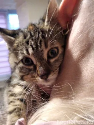 Котёнку примерно 3 месяца. Най...