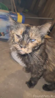 Александров . Очередная мучени...