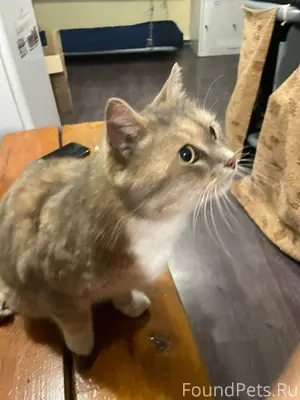 Кто кошку потерял. Была найден...