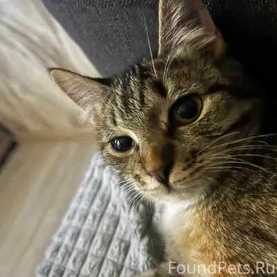 ДОБРО ПРОПАЛ КОТЕНОК Отзываетс...