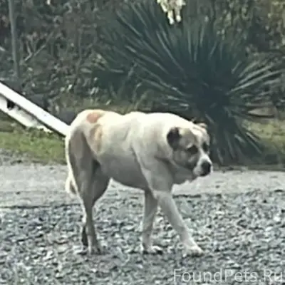 Найден добрый алабай, ходит по...