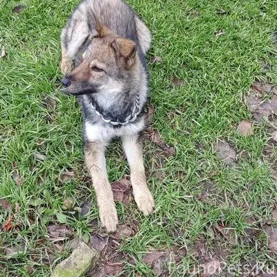 Сегодня снова пришла собака, п...