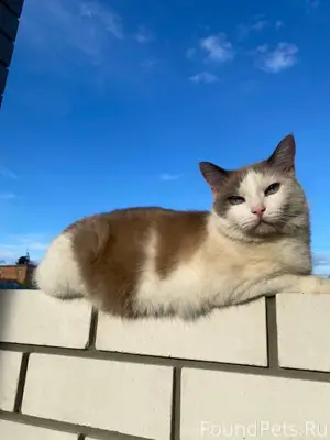 Внимание! Пропал кот, Севро-За...