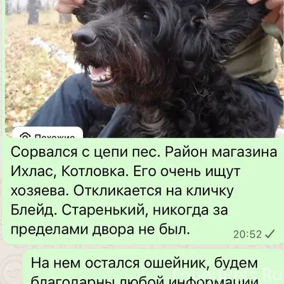 Потерялась собака, район Котло...
