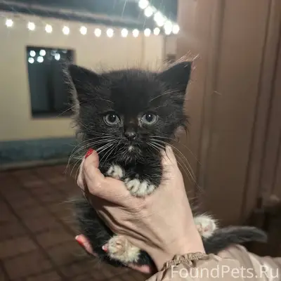 Найден котёнок на ул. Ямская С...