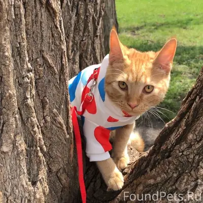 Пропал кот, кличка Марсель (на...