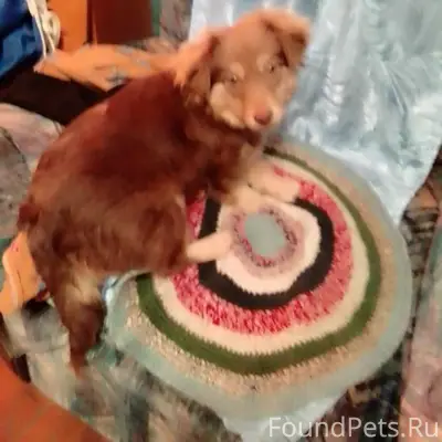 Потерялась собака. В Седятах п...