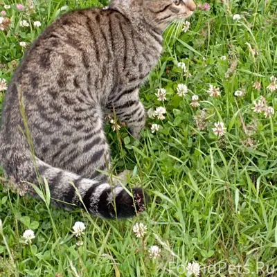 Пропал кот. Микрорайон улицы Н...