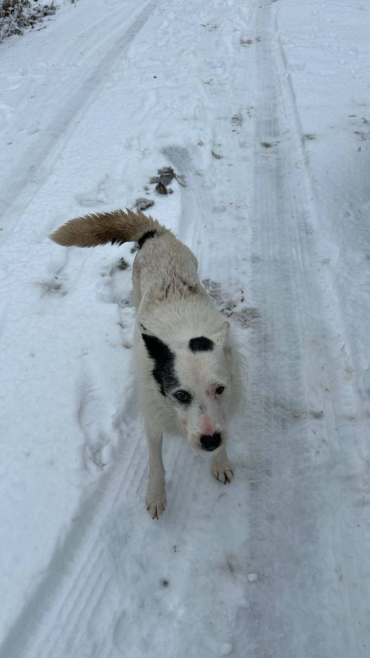 Пропала собака 🐕🌿 Место пропаж...