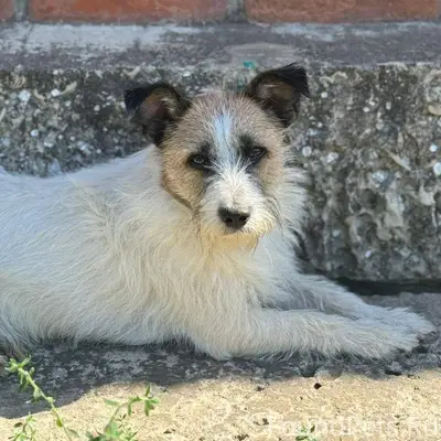 Пропала собака в районе Сберба...