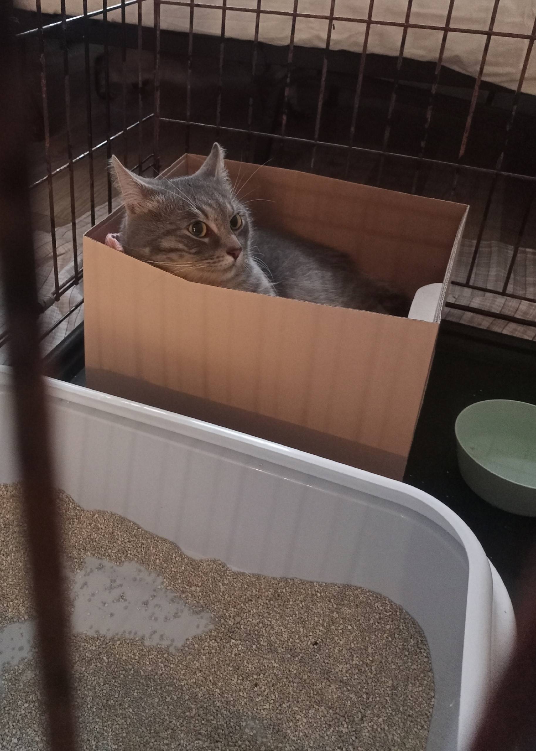 Здравствуйте! Найден кот в рай...