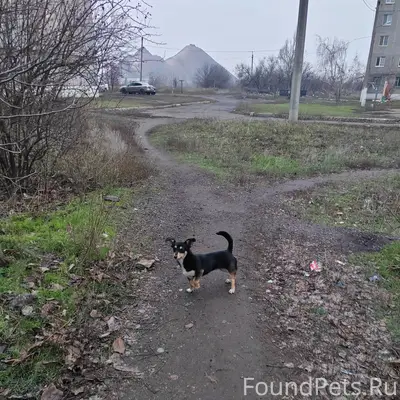 Чья потеряшка ? Появилась, на ...