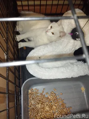 Найдена кошка на улице промышл...