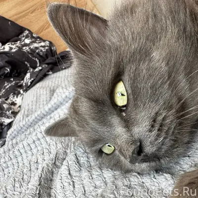 Пропал кот в с. Елизаветовка в...