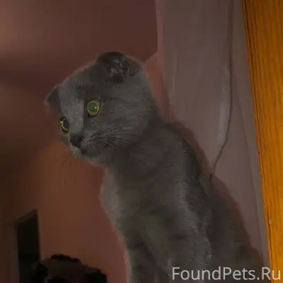 Пропал кот 28.11 вечером в...