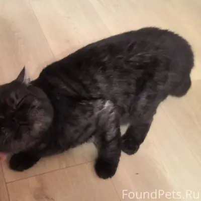 НАЙДЕН КОТ! Район Станочных уз...