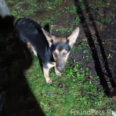 По улице в загвоздке бегает ще...