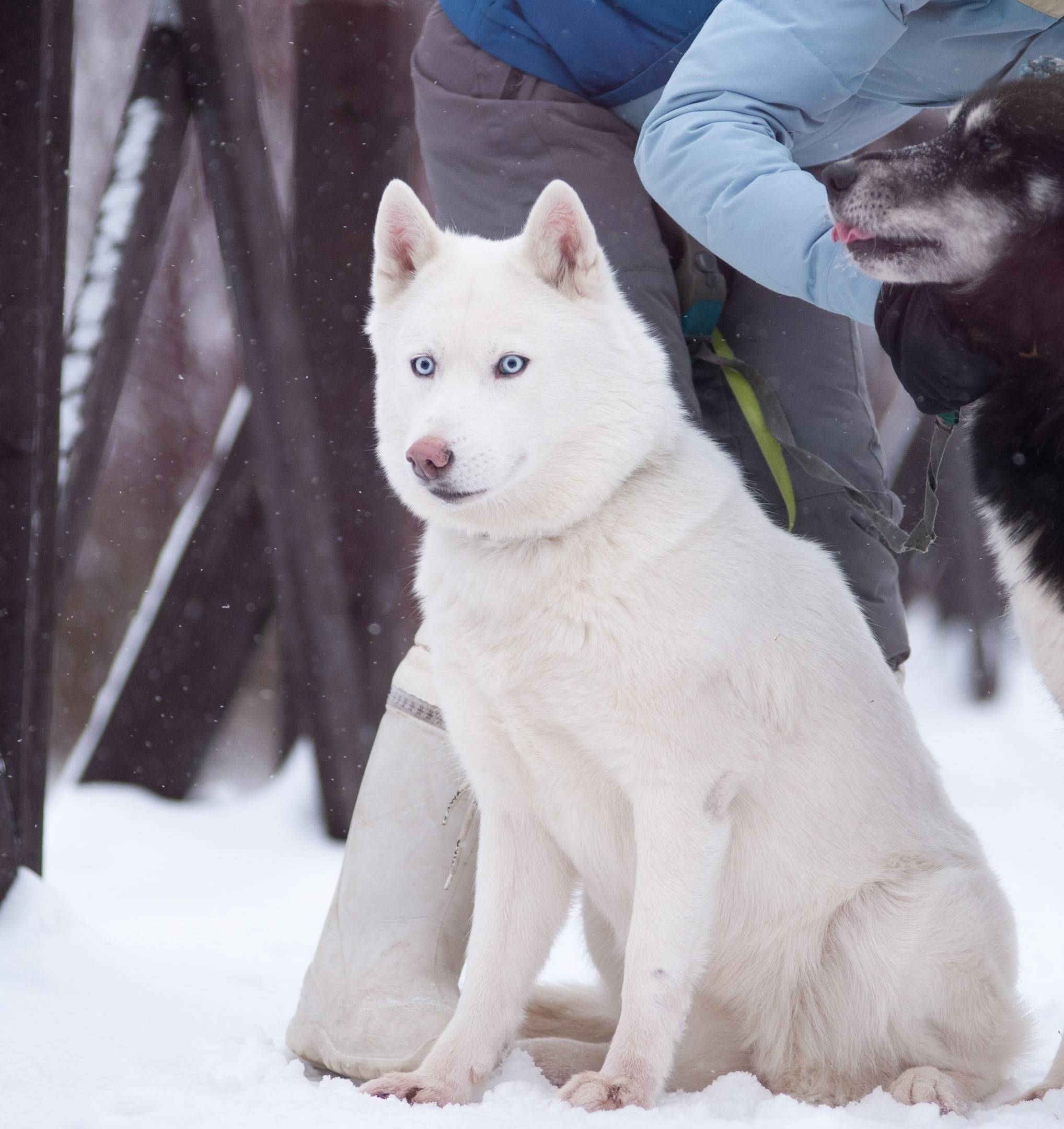 3.08.25 поздно вечером убежала...