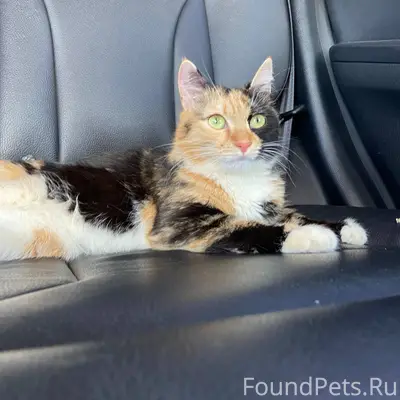 Пропала кошка Мурка (Маруся). ...