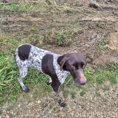 Приблудилась собака, возможно ...