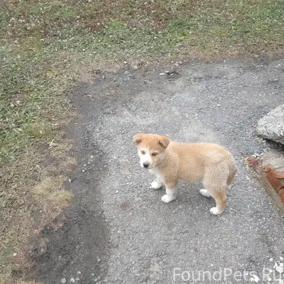 Найден щенок. На данный момент...