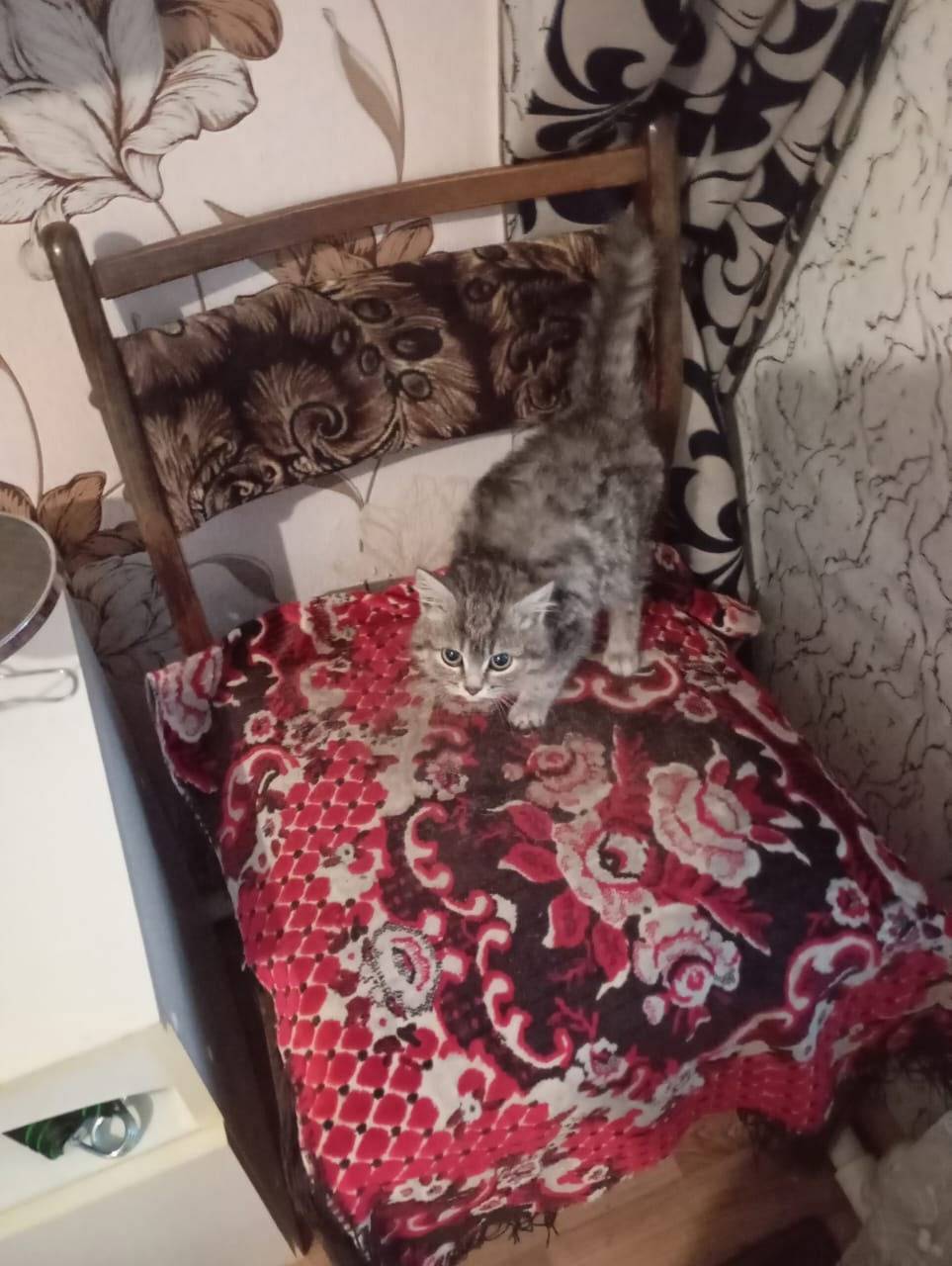 Найден котенок на крыльце ДДТ(...