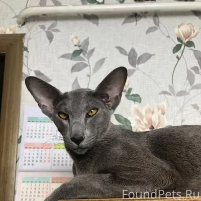 Потерялся кот Семён, породы ор...