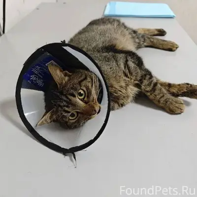 SOS SOS SOS Хозяин найдись!!! ...