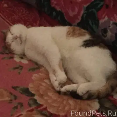 Пропала кошка в районе Совкомб...