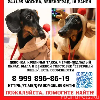 ПРОПАЛА СОБАКА