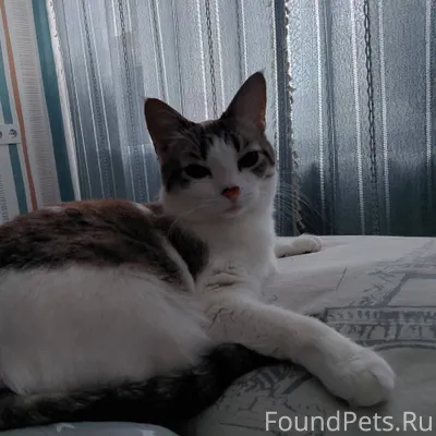 Пропала кошка Алиса. Вчера выб...