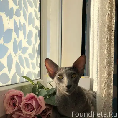 ПРОПАЛ КОТ в районе Империала ...