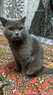 Найден британский короткошёрст...