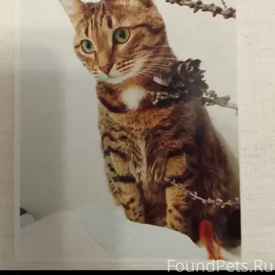 Пропал кот по кличке Цезарь. К...