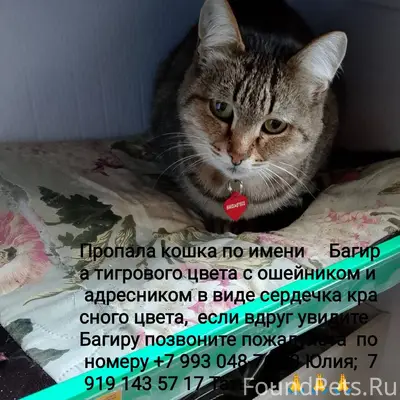 Пропала кошка Багира, по улице...