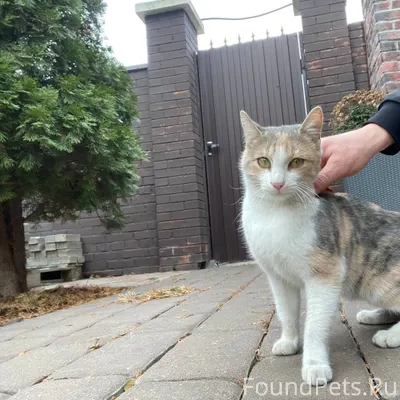 Найдена кошка в районе 14 этаж...