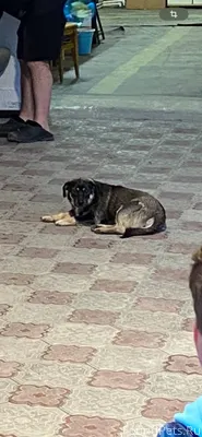 Потерялась собака если кто вид...