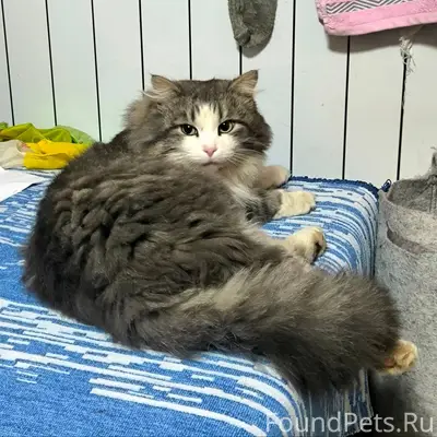 Найден кот! Ищем старых или но...