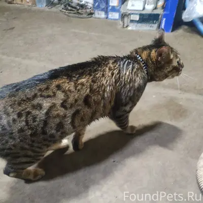 Найден кот , на ошейнике напис...