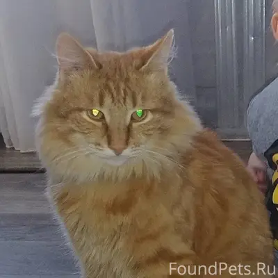 ‼️🆘‼️ Пропал кот!!! По улице э...