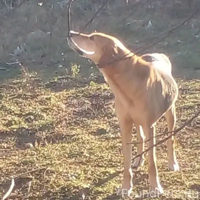 Найдена собака порода охотничь...