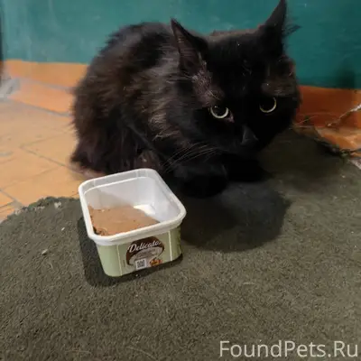Найдена кошка, или кот На Южно...