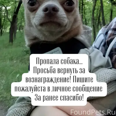 Добрый день. Пропала собака, п...