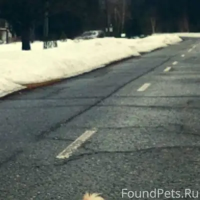 19.12 вечером пропала собака п...